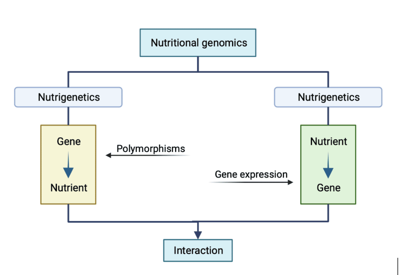 पोषण संबंधी जीनोमिक्स। जीन-पोषक तत्व परस्पर क्रिया।