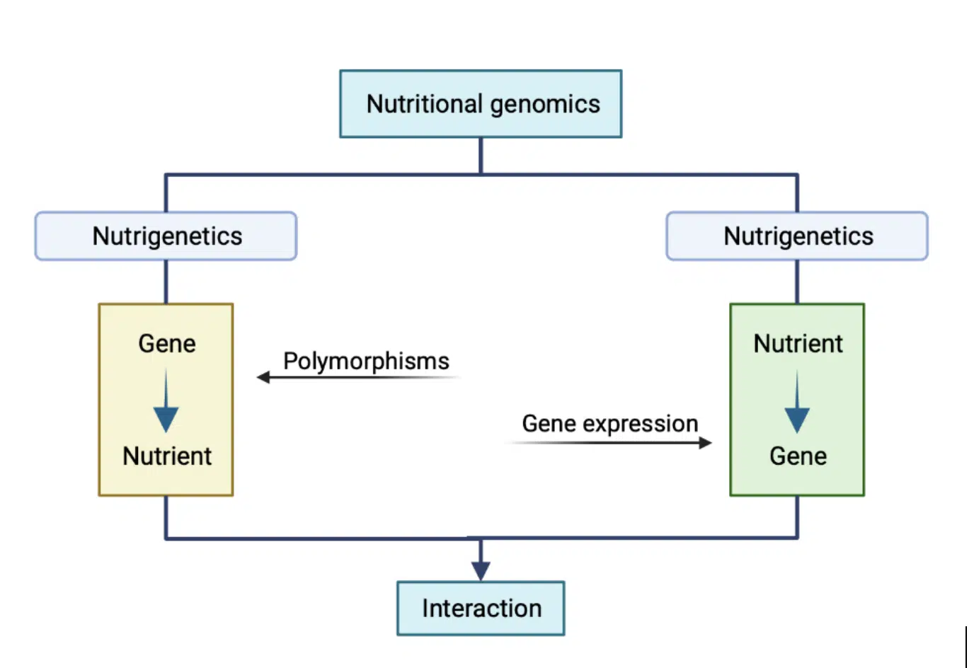 Nutritional genomics. Gene-nutrient interaction.